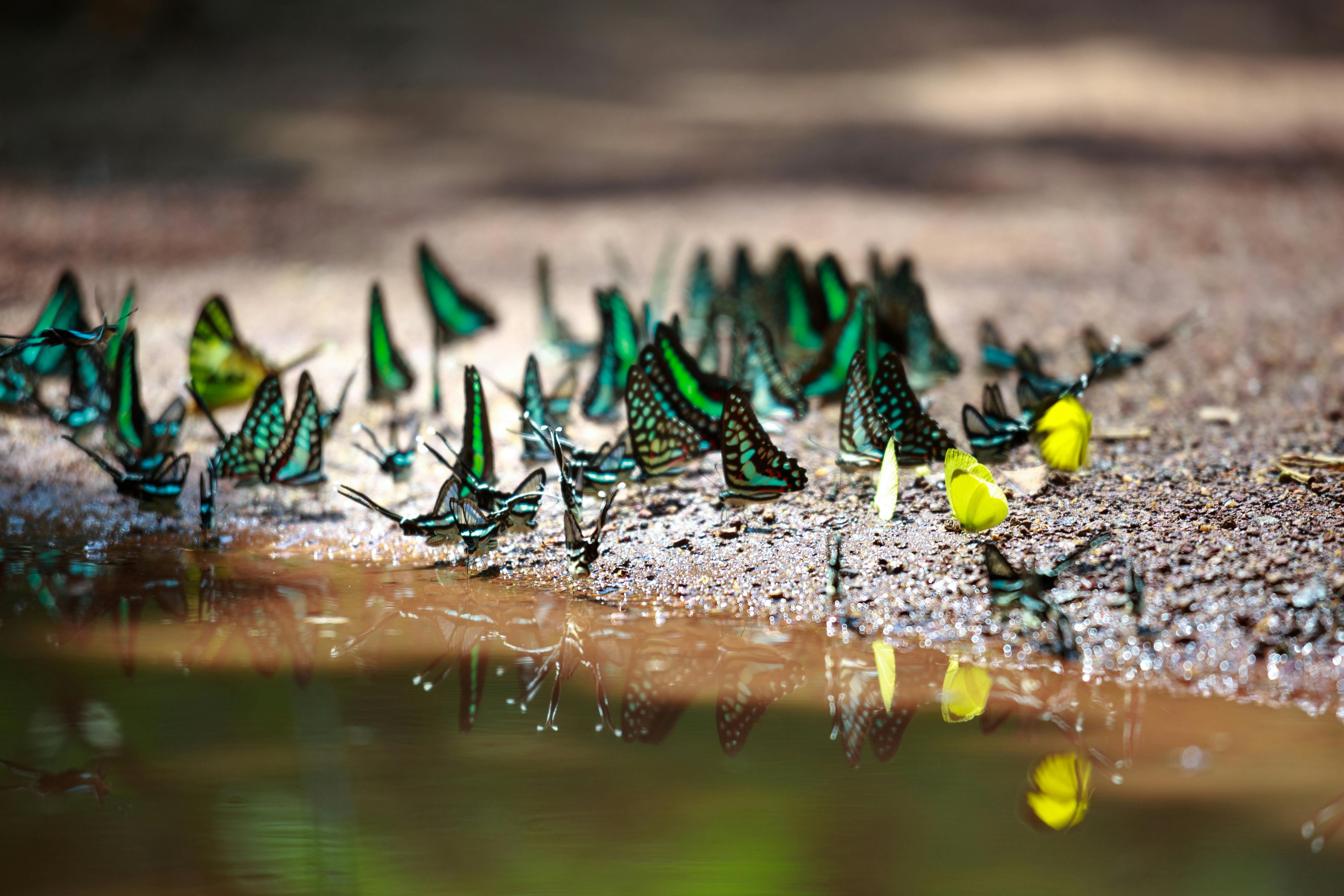 Mariposario (Butterfly House)