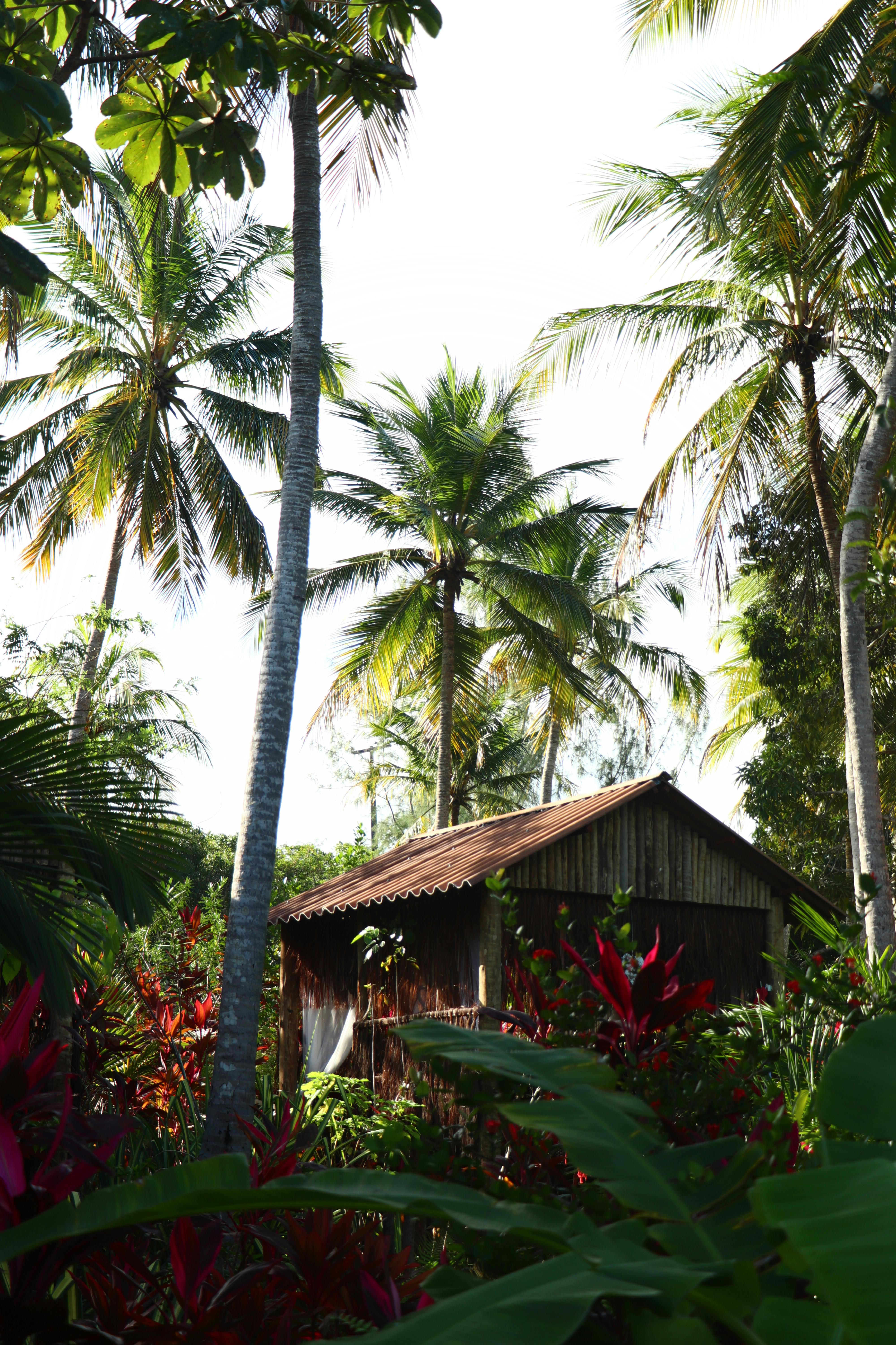 Medicine Hut